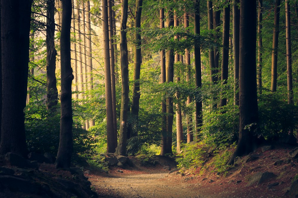 Słoneczna leśna ścieżka — inspiracja do jesiennych obserwacji